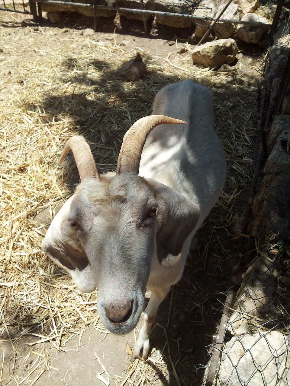 Ožka, Balta, Gyvūnas, Nemokamos Nuotraukos,  Nemokama Licenzija