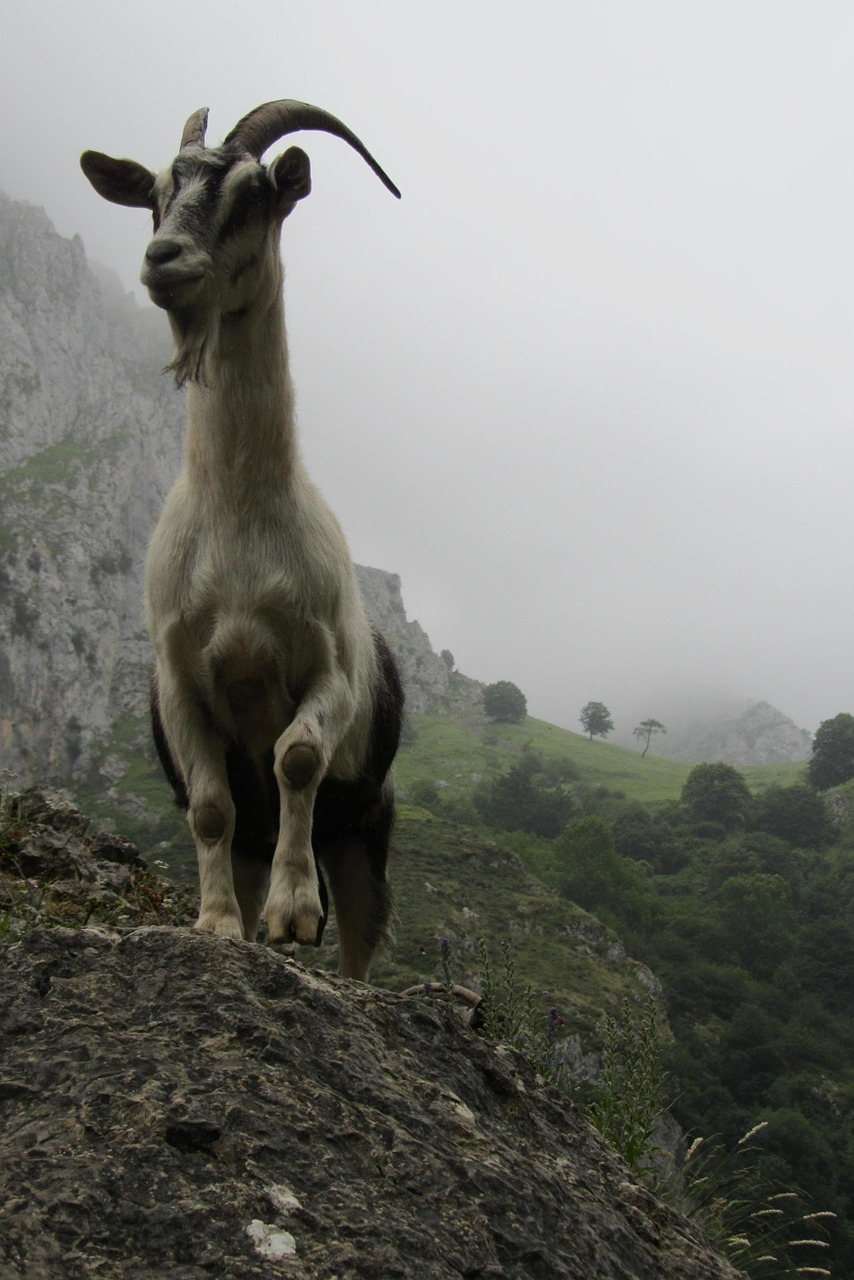 Ožka, Asturias, Kalnas, Nemokamos Nuotraukos,  Nemokama Licenzija