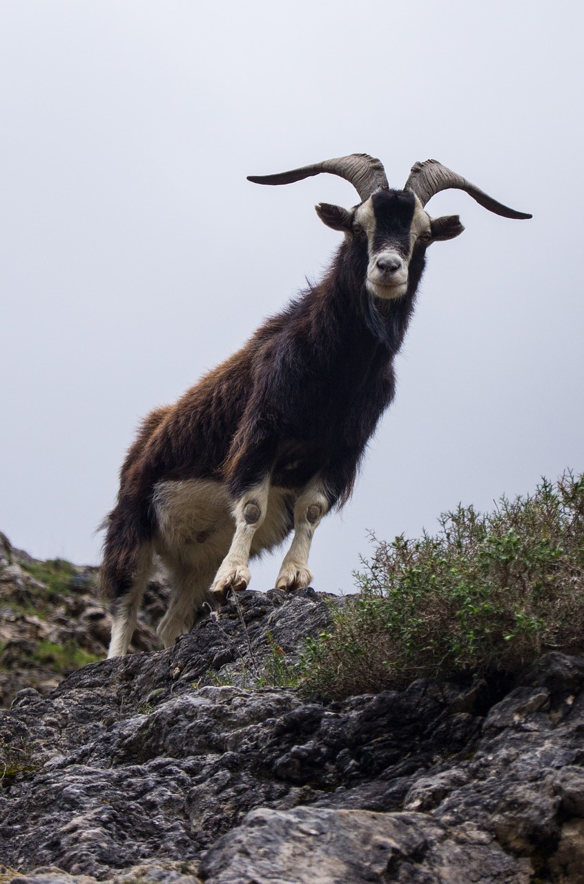 Ožka, Ragai, Asturias, Gyvūnas, Kalnas, Gamta, Kalnas, Nemokamos Nuotraukos,  Nemokama Licenzija