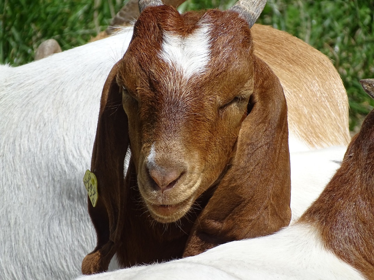 Ožka, Flock, Ragai, Miškas, Gyvūnai, Gamta, Kaimas, Atrajotojas, Įžūlus, Ožkos