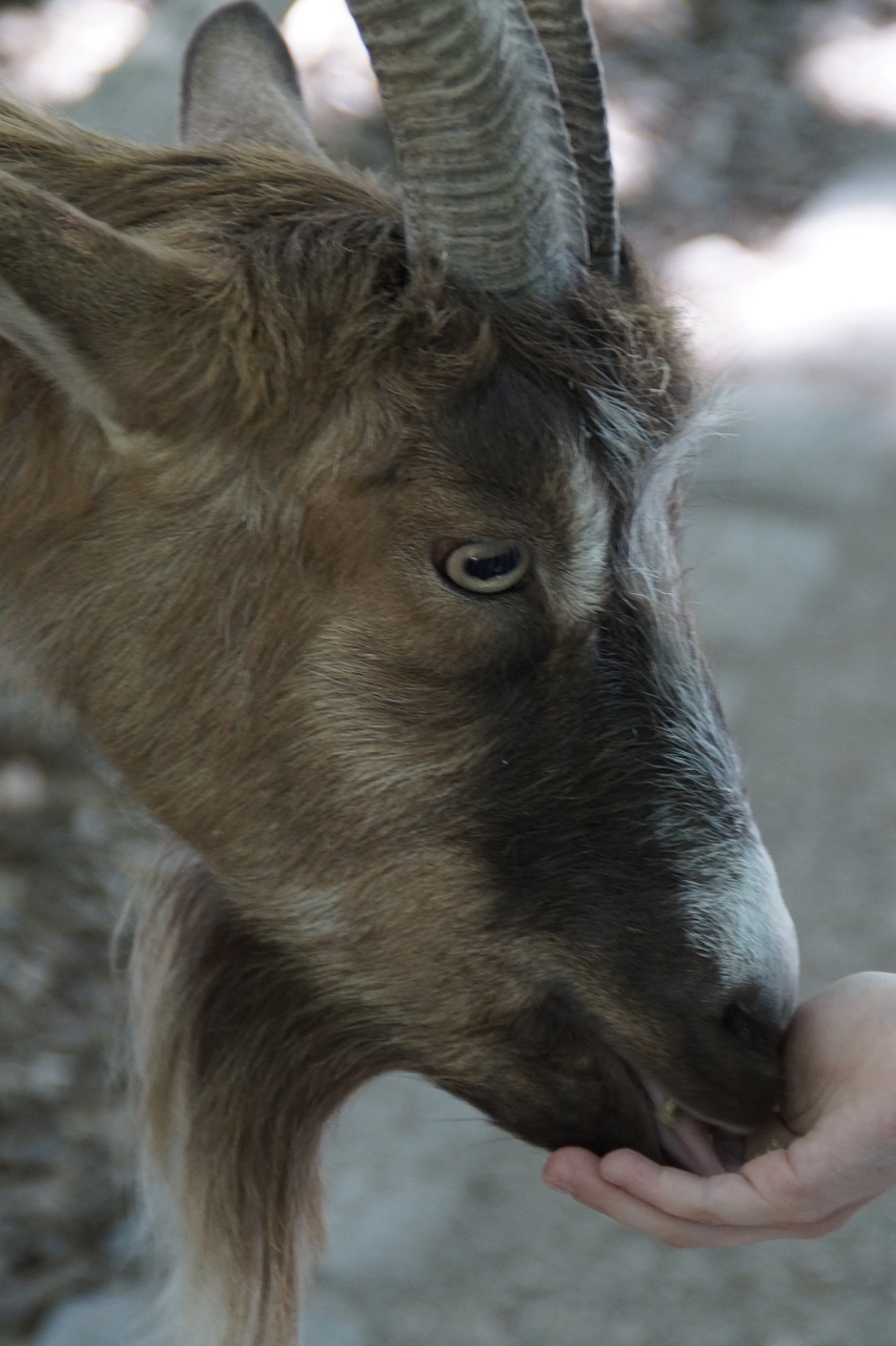 Ožka, Billy Ožkos, Tvora, Naminė Ožka, Ūkis, Zoologijos Sodas, Gyvuliai, Gaubtas, Ruda, Petting Zoologijos Sode