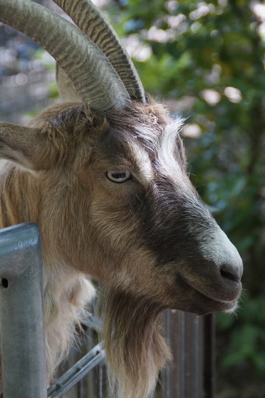 Ožka, Billy Ožkos, Tvora, Naminė Ožka, Ūkis, Zoologijos Sodas, Gyvuliai, Gaubtas, Ruda, Petting Zoologijos Sode