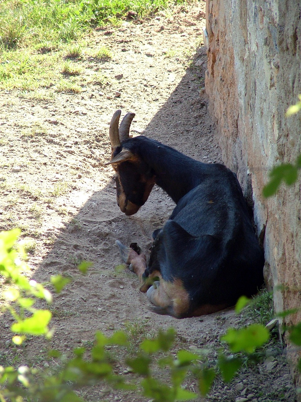 Ožka, Sodyba, Gyvūnai, Gyvūnas, Gamta, Gyvūnų Pasaulis, Fauna, Poilsis, Laukas, Nemokamos Nuotraukos