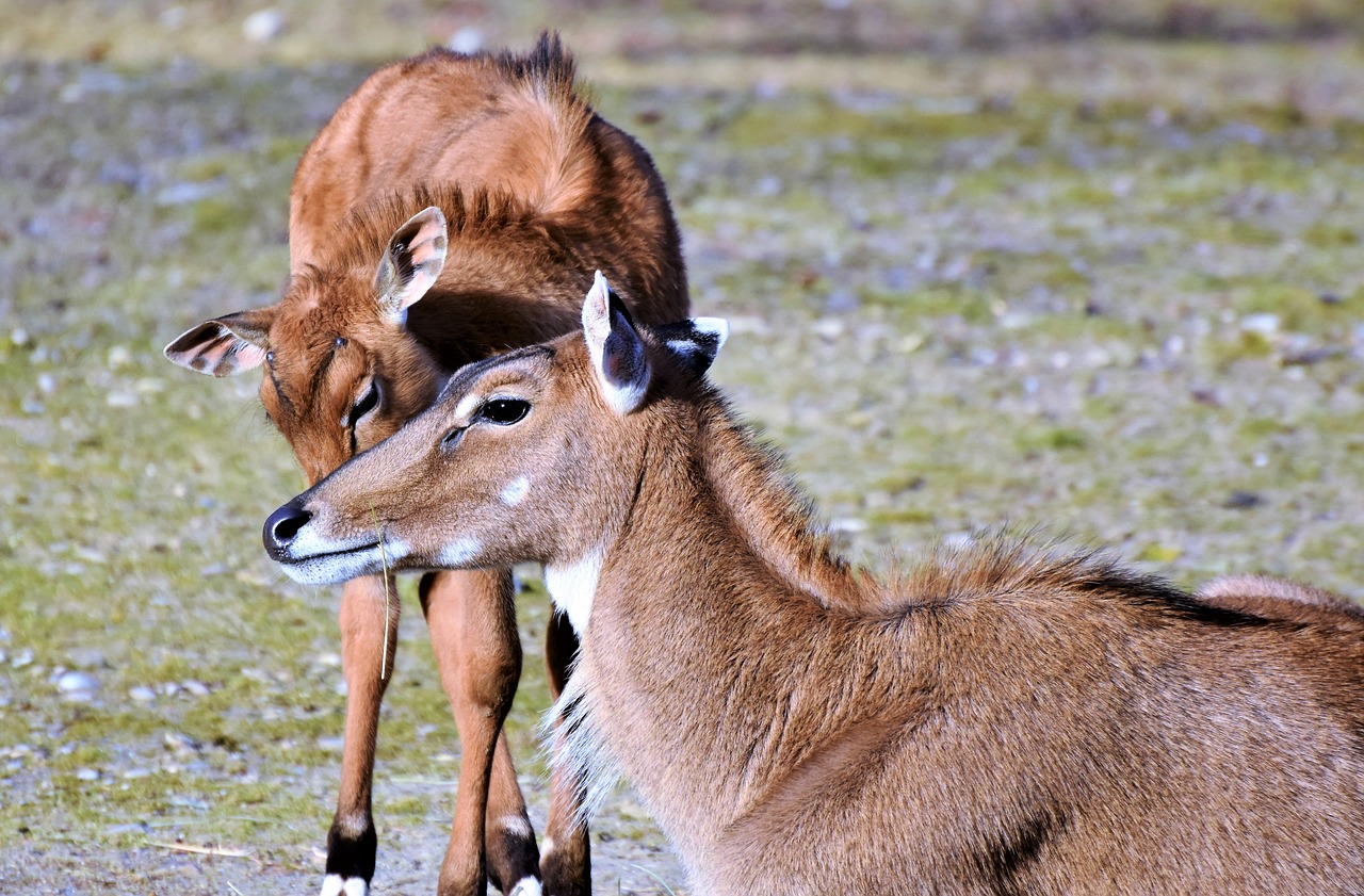 Ožkų Antilopė, Antilopė, Jaunas Gyvūnas, Laukiniai, Afrika, Safari, Nacionalinis Parkas, Gyvūnas, Zoologijos Sodas, Tierpark Hellabrunn