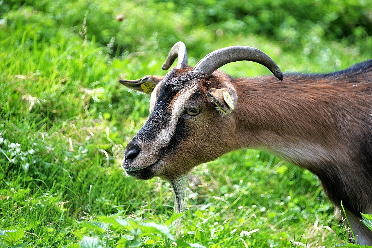 Ožkų Pinigai, Ožka, Raguotas, Atrajotojas, Nemokamos Nuotraukos,  Nemokama Licenzija