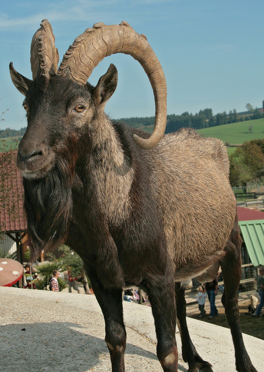 Ožkų Pinigai, Billy Ožkos, Bock, Ragai, Ūkis, Ožka, Nemokamos Nuotraukos,  Nemokama Licenzija