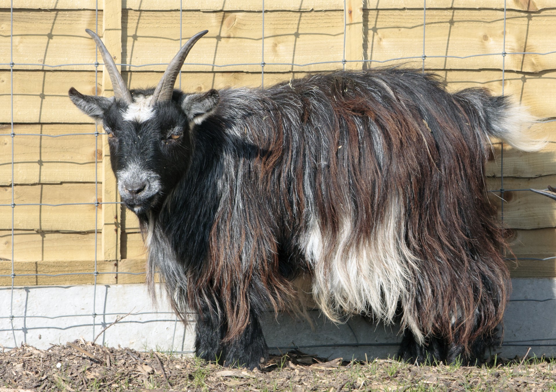 Ožka,  Billy,  Pygmy,  Pygmy & Nbsp,  Ožka,  Marškiniai,  Kailis,  Ragai,  Gyvūnas,  Ūkis