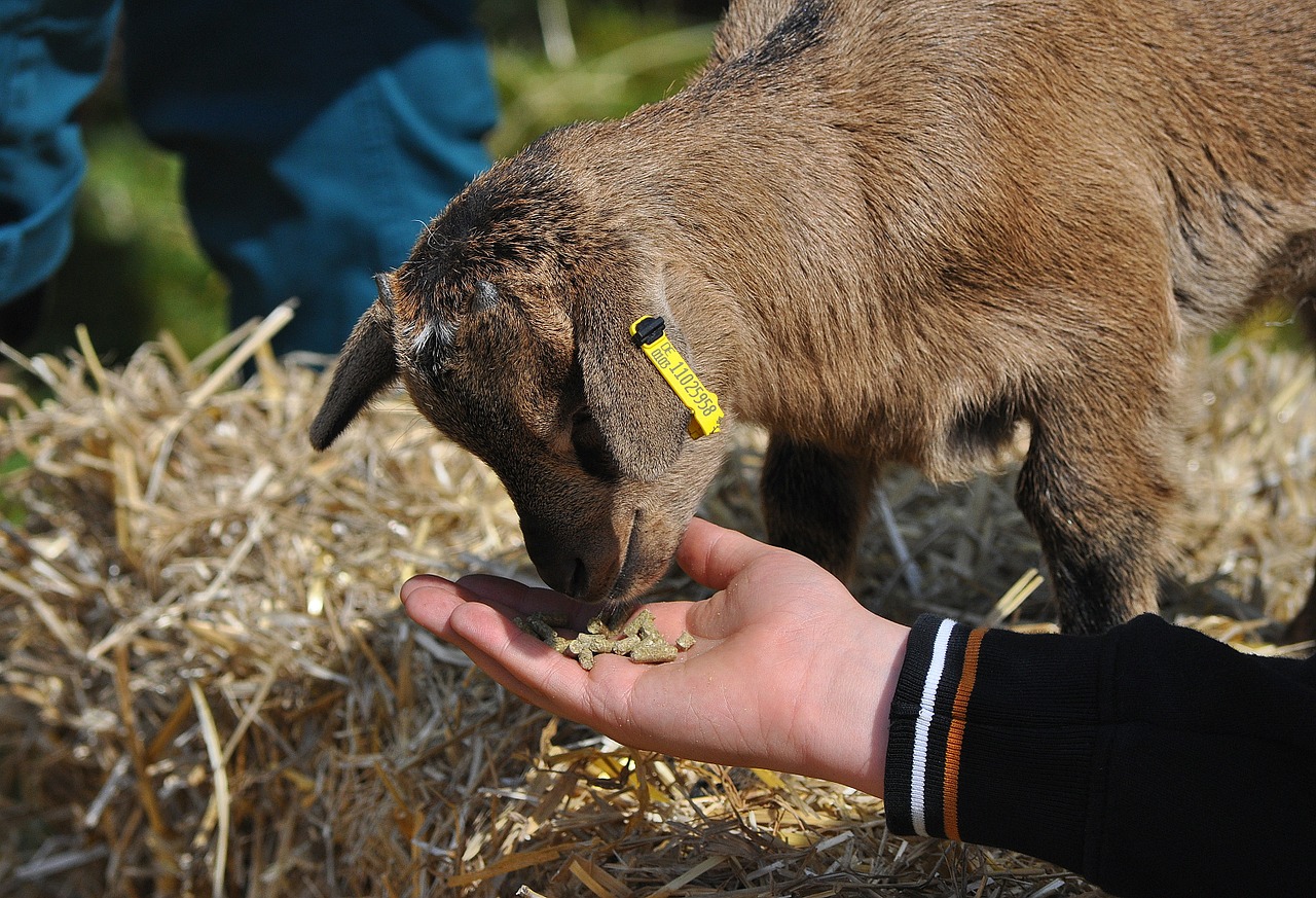 Ožkiena Ėriena, Petting Zoologijos Sode, Ožka, Gyvūnas, Padaras, Ranka, Maitinti, Maistas, Mielas, Nemokamos Nuotraukos