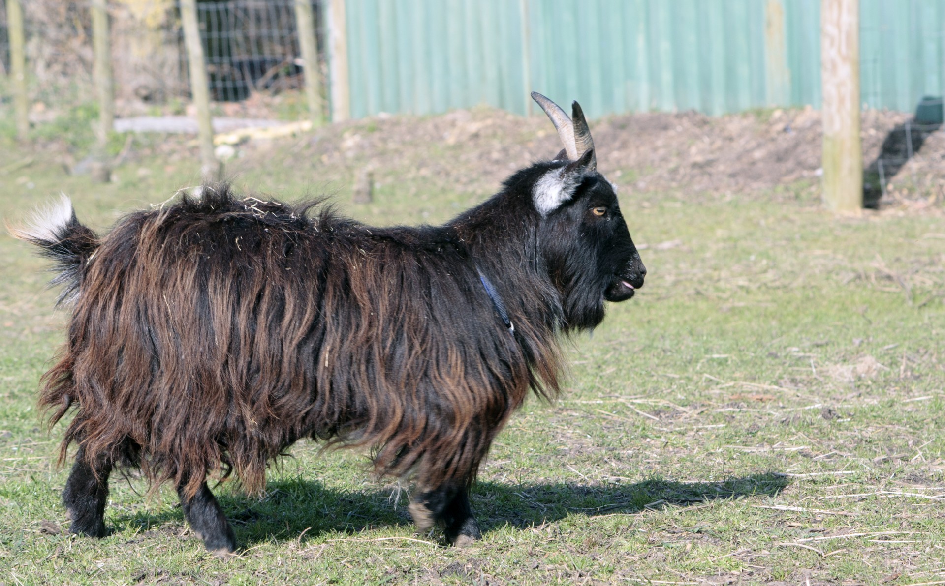 Ožka,  Billy,  Pygmy,  Pygmy & Nbsp,  Ožka,  Gyvūnas,  Ūkis,  Ragai,  Mielas,  Vaikščioti