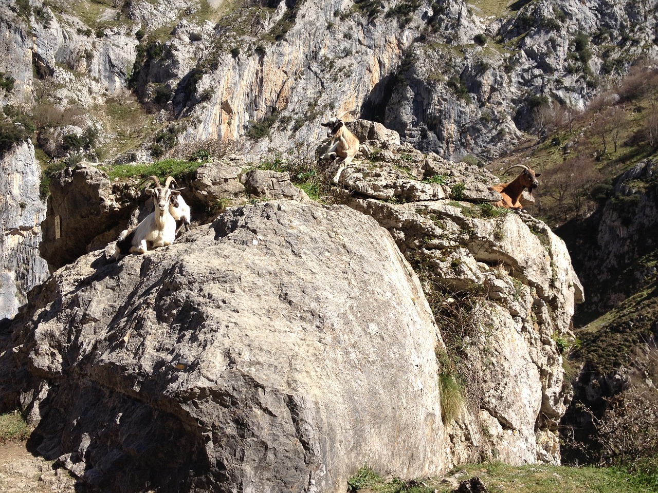 Ožkos, Gyvūnai, Gamta, Kalnas, Ibex, Ragai, Laukinė Gamta, Melas, Laukinis Gyvūnas, Fauna