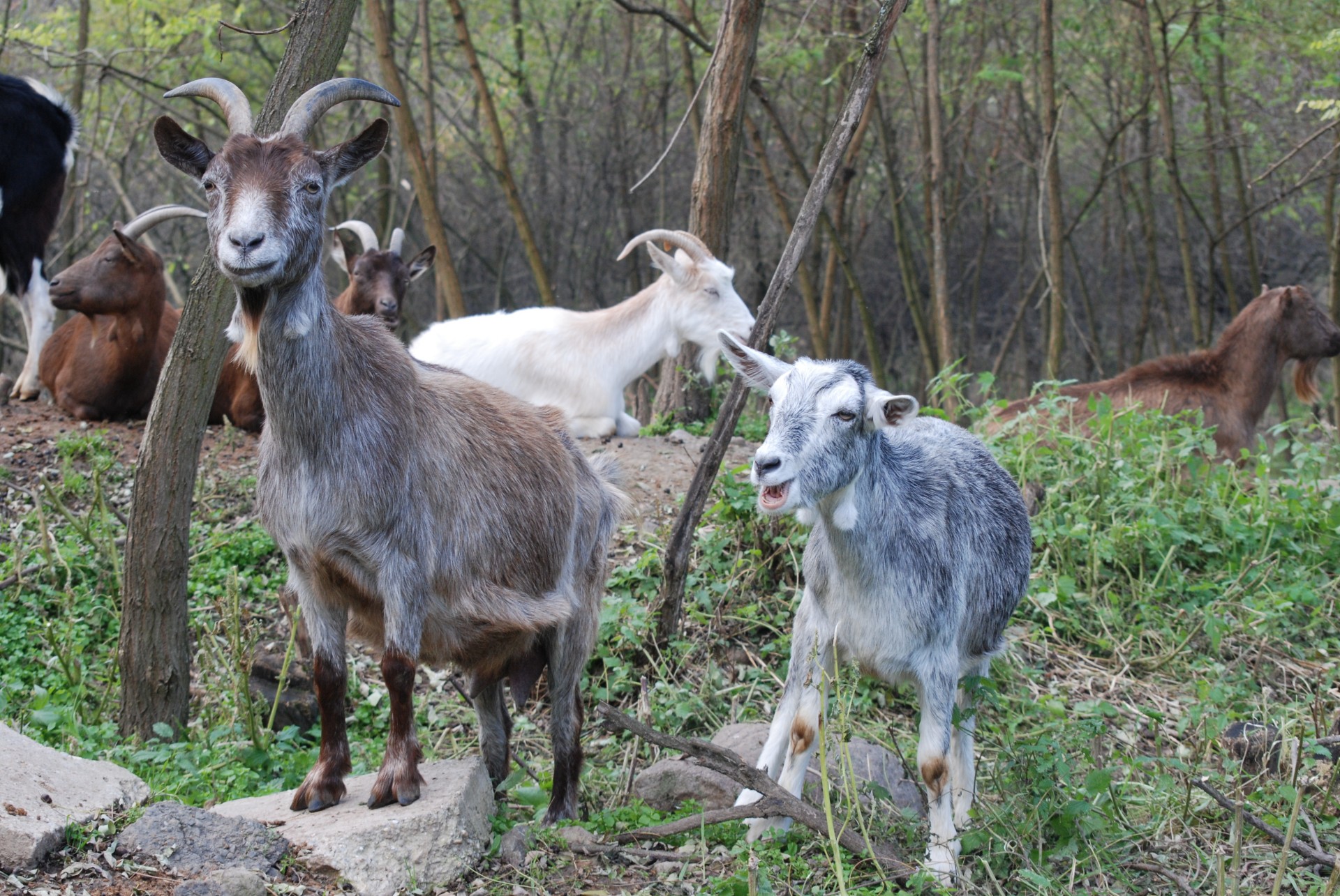 Ožka,  Ūkis,  Gyvūnas,  Žemdirbystė,  Ekonomika,  Žinduolis,  Ožkos, Nemokamos Nuotraukos,  Nemokama Licenzija