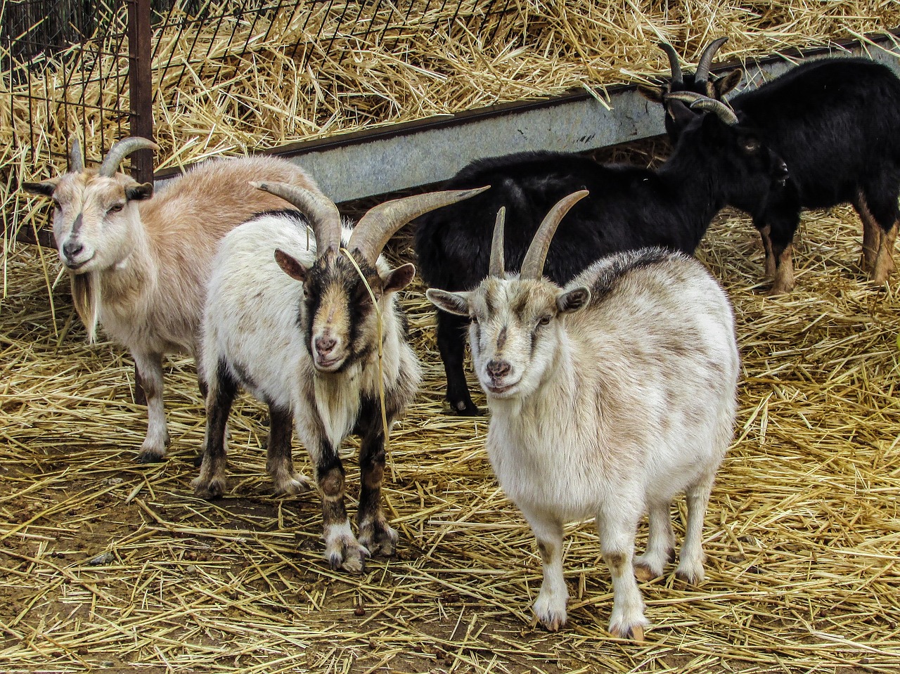 Ožkos, Ūkis, Gyvūnas, Žemdirbystė, Vidaus, Gyvuliai, Kaimas, Ūkininkavimas, Kaimas, Nemokamos Nuotraukos