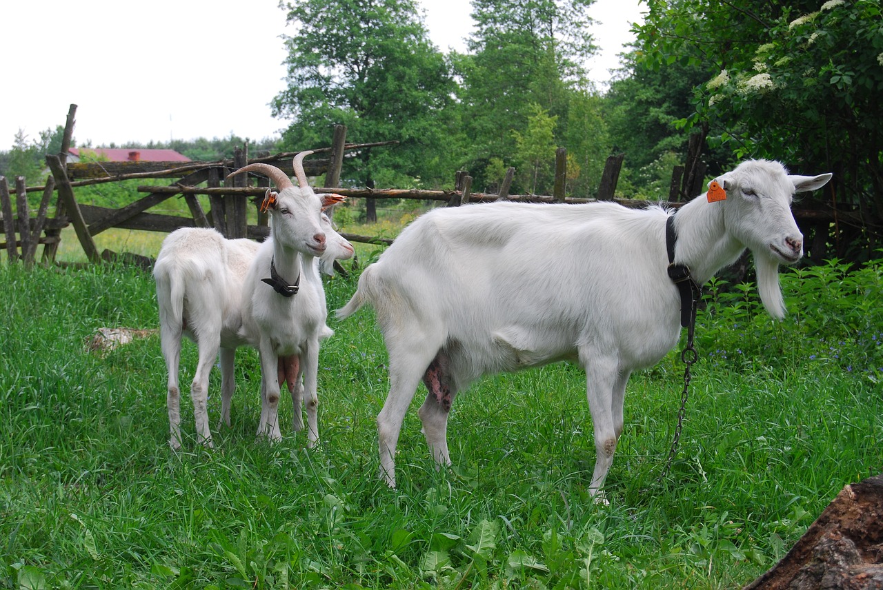 Ožkos, Ožka, Buck, Kaimas, Žolė, Ragai, Kaimas Afrikoje, Gyvūnas, Nemokamos Nuotraukos,  Nemokama Licenzija