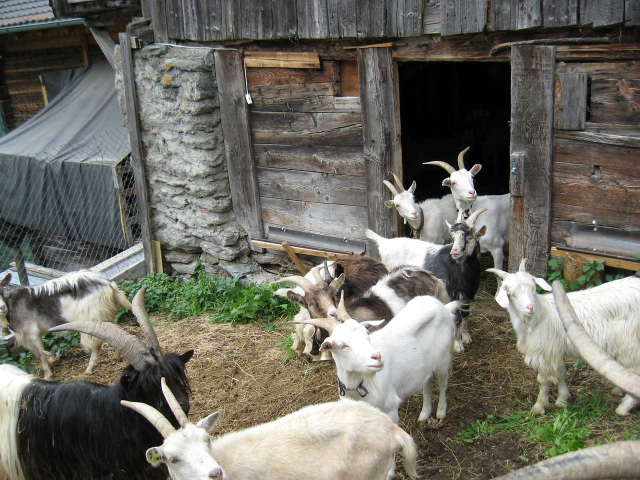 Ožkos, Daug, Balta, Juoda, Gamta, Mediena, Namelis, Atsipalaiduoti, Šveicarija, Alpių