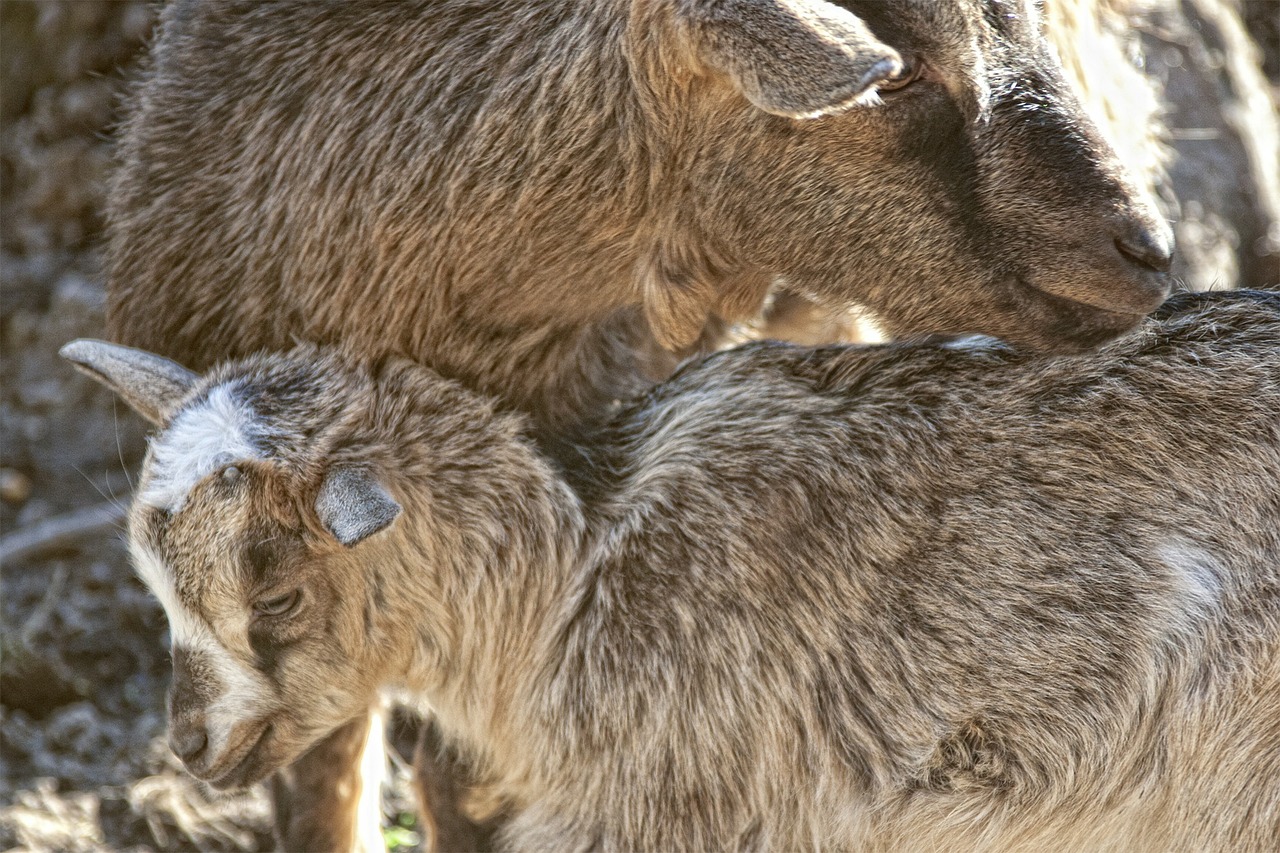 Ožkos, Jaunoji Ožka, Užtvankos, Gyvūnas, Kailis, Nemokamos Nuotraukos,  Nemokama Licenzija