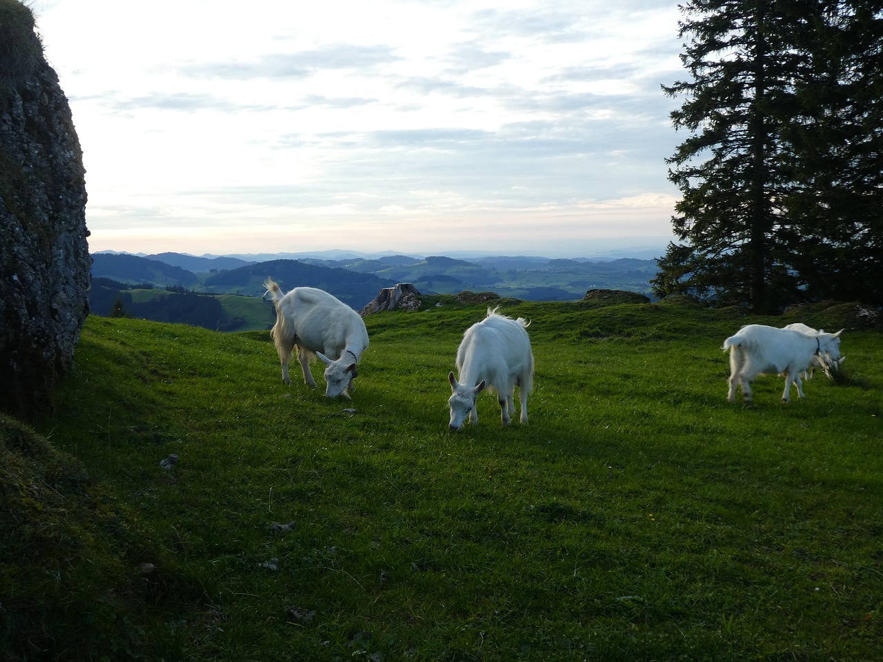 Ožkų,  Žolė,  Žemdirbystė,  Kraštovaizdis,  Meadow,  Panorama,  Gamta, Nemokamos Nuotraukos,  Nemokama Licenzija