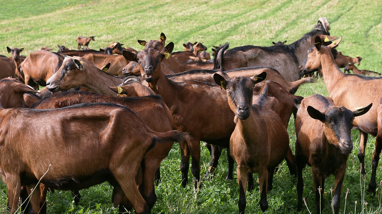 Ožkos, Abiejų Akmuo, Kuris Pasisuka, Gyvūnai, Veisimas, Pieno, Ūkis, Laukai, Morvan, Burgundija