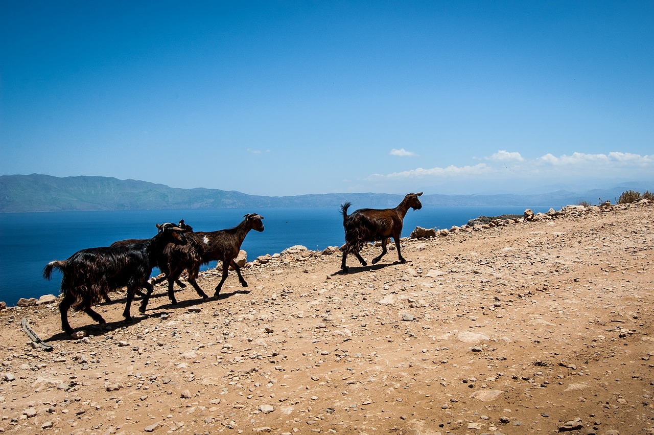 Ožkos, Akmenys, Graikija, Crete, Nemokamos Nuotraukos,  Nemokama Licenzija