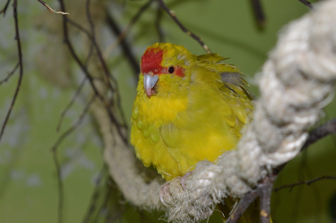 Ožkų Parakeetas, Einantis Parapetą, Paukštis, Ziervogelis, Didelis Parapetas, Nemokamos Nuotraukos,  Nemokama Licenzija