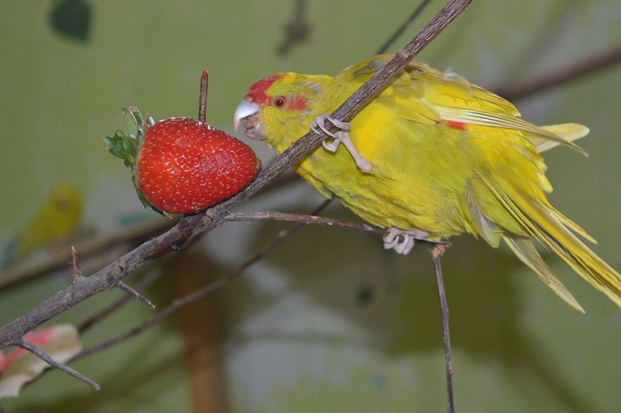 Ožkų Parakeetas, Einantis Parapetą, Ziervogelis, Valgyti, Braškės, Nemokamos Nuotraukos,  Nemokama Licenzija