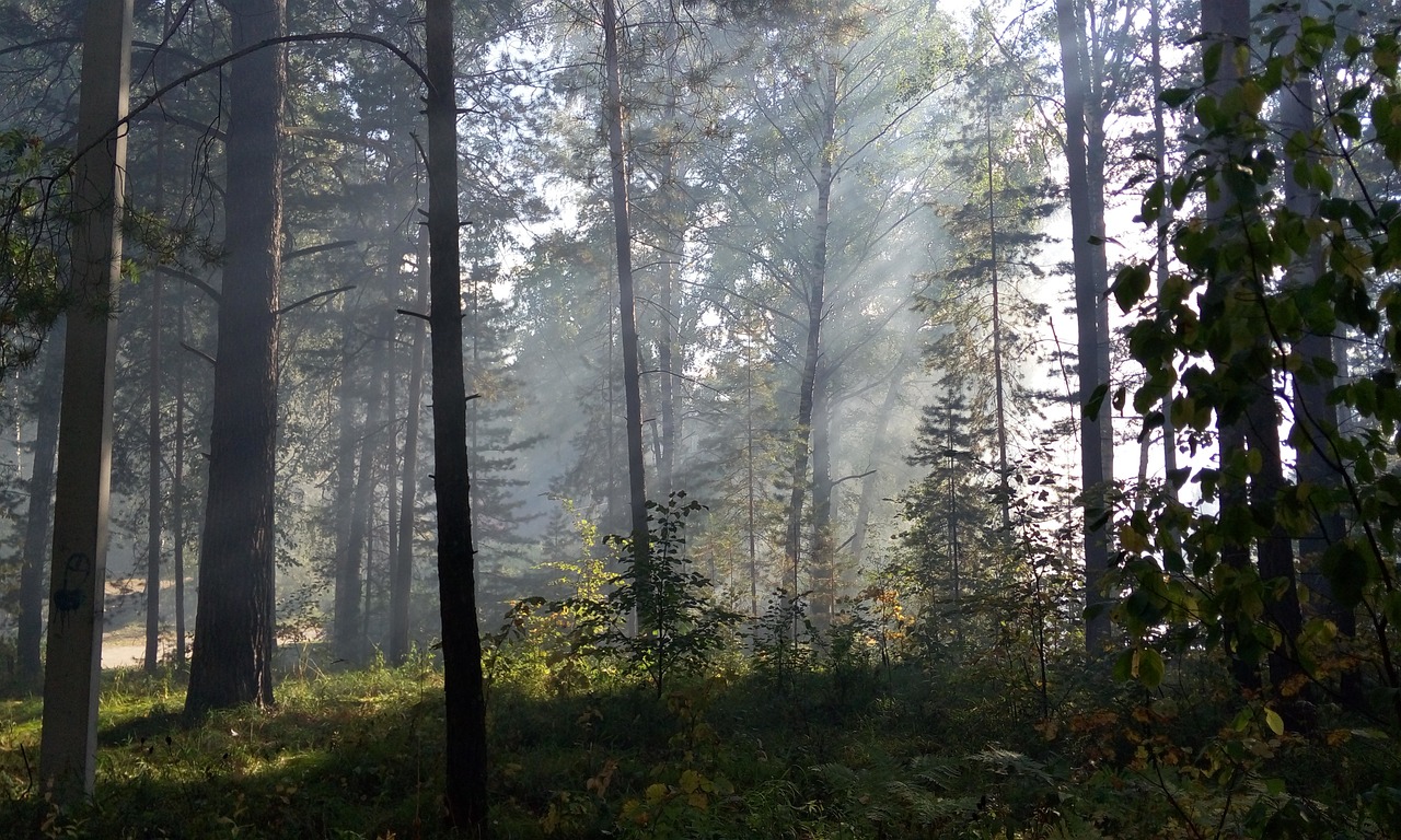 Saulės Spinduliai, Miškas, Šviesa, Diena, Spinduliai, Rytas, Nemokamos Nuotraukos,  Nemokama Licenzija