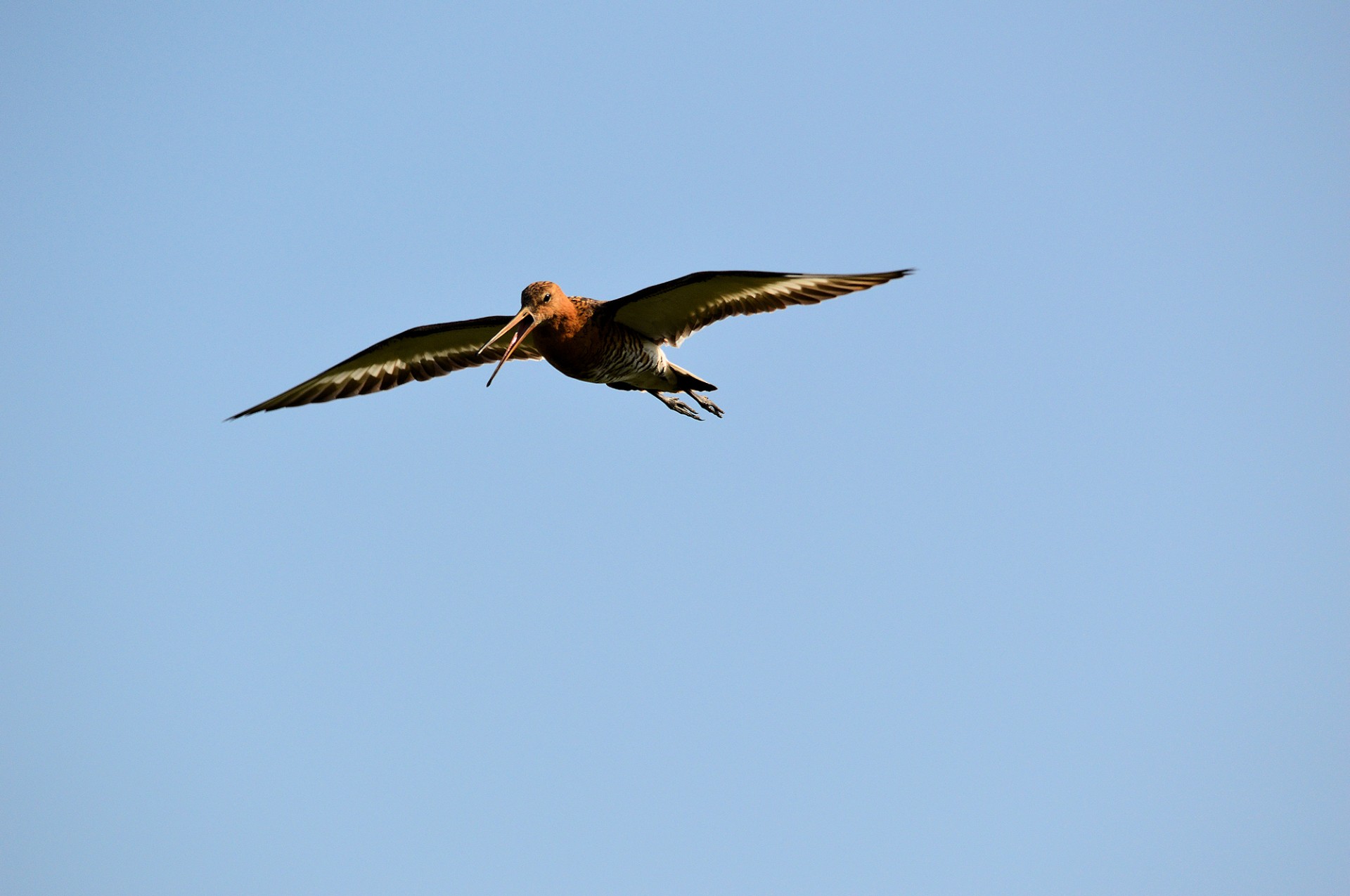 Godwit,  Paukštis,  Gamta,  Gyvūnas,  Godwit, Nemokamos Nuotraukos,  Nemokama Licenzija