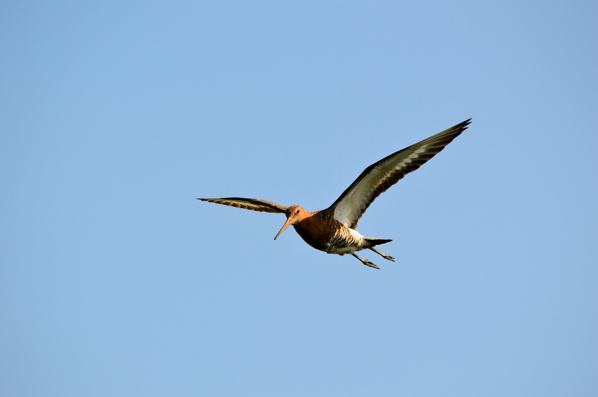 Godwit,  Paukštis,  Gamta,  Gyvūnas,  Godwit, Nemokamos Nuotraukos,  Nemokama Licenzija