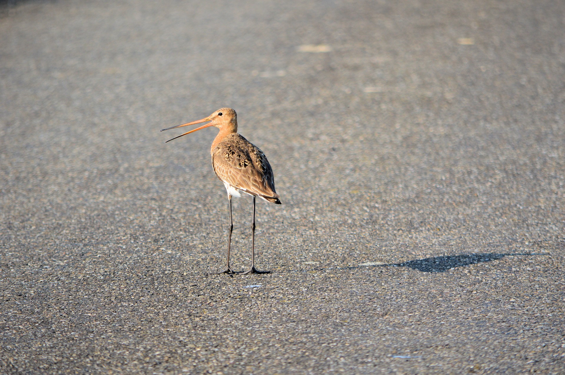 Godwit,  Paukštis,  Gamta,  Gyvūnas,  Godwit, Nemokamos Nuotraukos,  Nemokama Licenzija