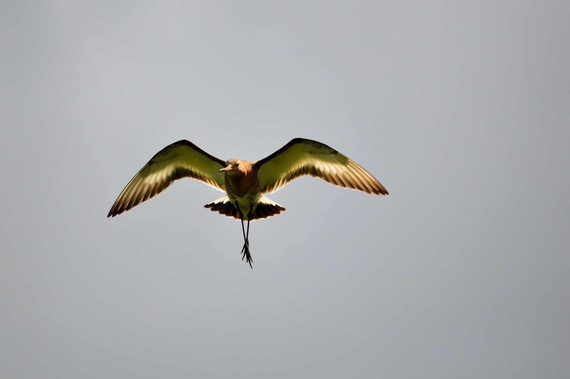 Godwit,  Paukštis,  Gamta,  Gyvūnas,  Godwit, Nemokamos Nuotraukos,  Nemokama Licenzija