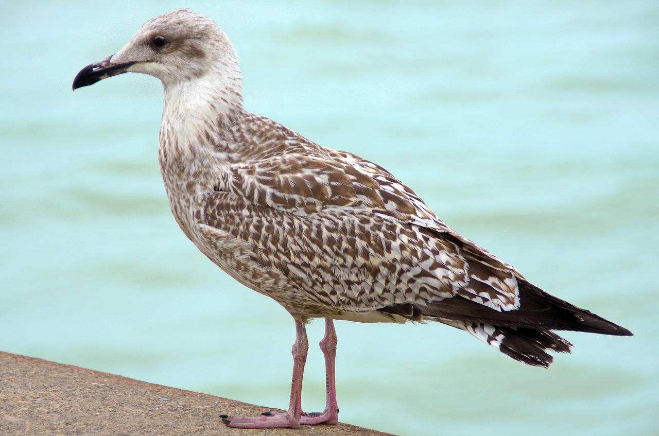 Goëland, Laridé, Paukštis, Jūros Paukštis, Grisard, Fauna, Ornitologija, Nemokamos Nuotraukos,  Nemokama Licenzija