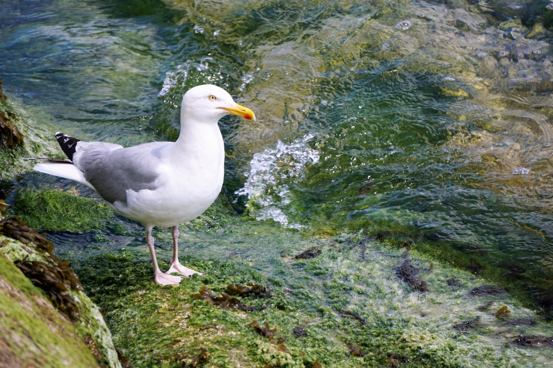 Kepuraitė,  Gamta,  Laukinė Gamta,  Birding,  Paukštis,  Jūra,  Jūra & Nbsp,  Paukštis,  Kaukolės Ir Bangos, Nemokamos Nuotraukos