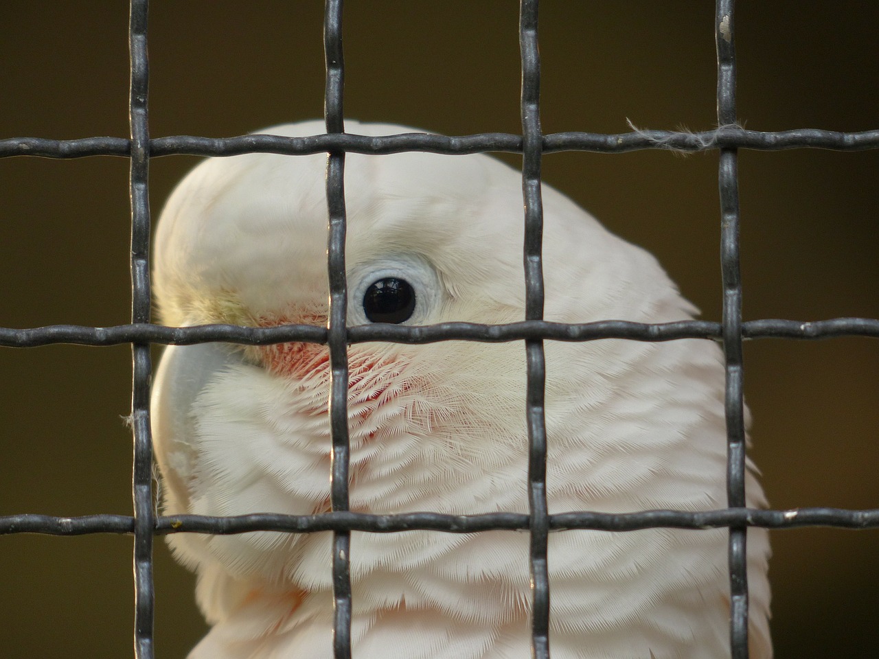 Grifų Kakadu, Cacatua Goffiniana, Kakadu, Įkalintas, Tinklelis, Zoologijos Sodas, Paukštis, Papūga, Šaukti, Kalbėti