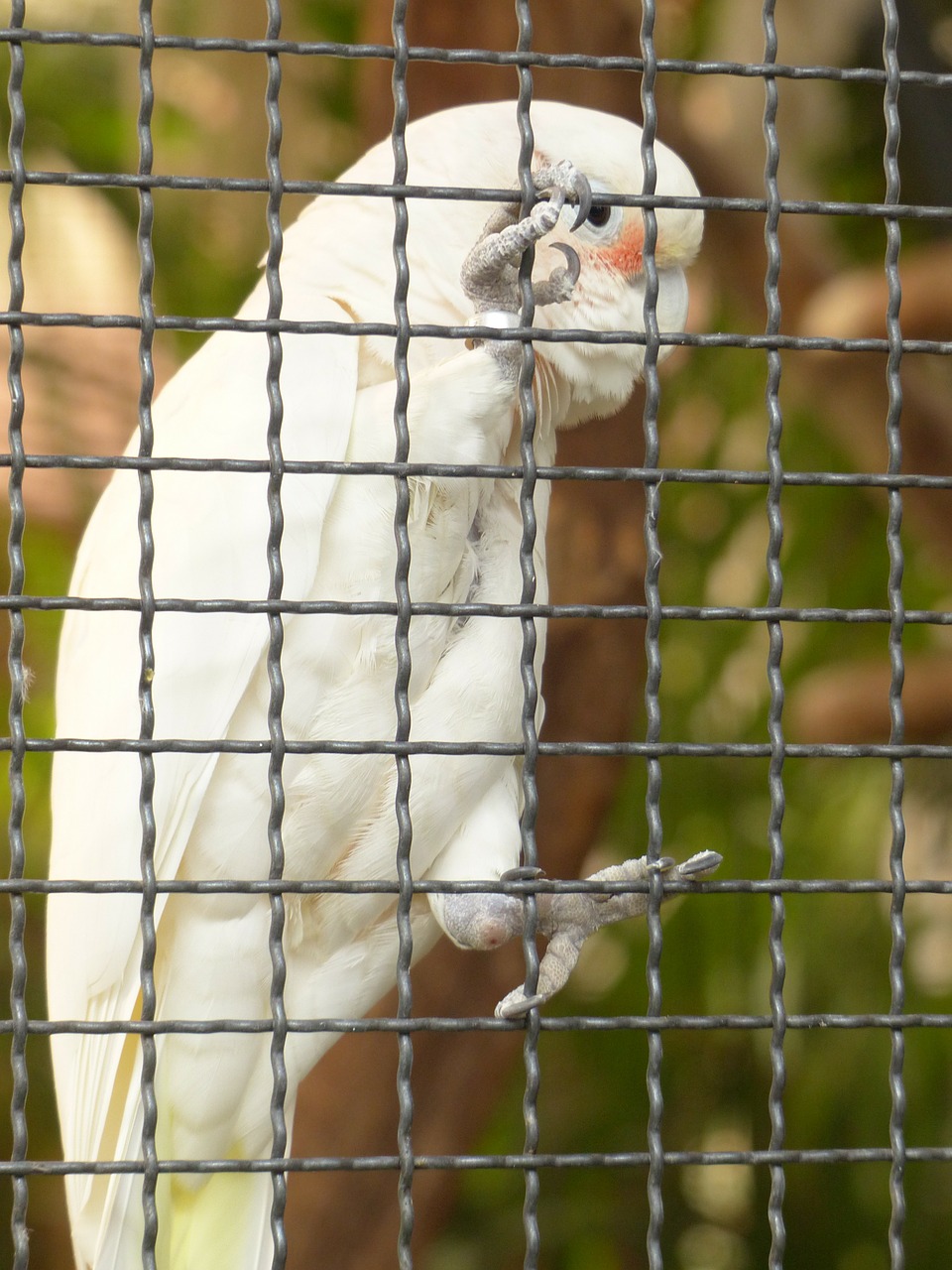 Grifų Kakadu, Cacatua Goffiniana, Kakadu, Įkalintas, Tinklelis, Zoologijos Sodas, Paukštis, Papūga, Šaukti, Kalbėti