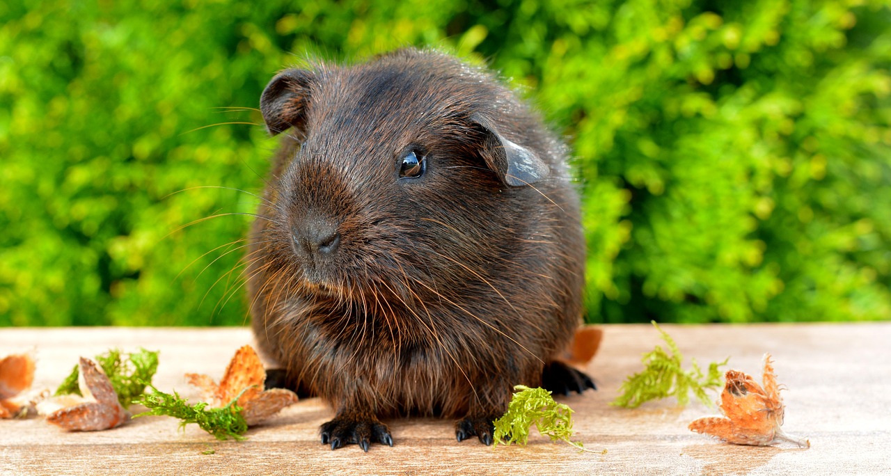 Aukso Agouti, Jūrų Kiaulytė, Jaunas Gyvūnas, Lygūs Plaukai, Nager, Graužikas, Gyvūnas, Naminis Gyvūnėlis, Mielas, Ruda