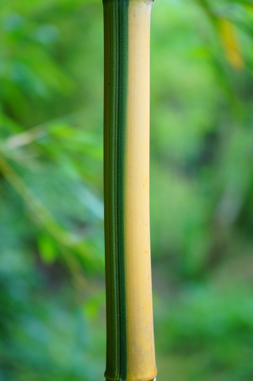 Aukso Bambuko Vamzdis, Stiebas, Žalias, Geltona, Medis, Bambukas, Mazgas Bambuko, Geltonas Bambukas, Bambuko Sodas, Aureocaulis