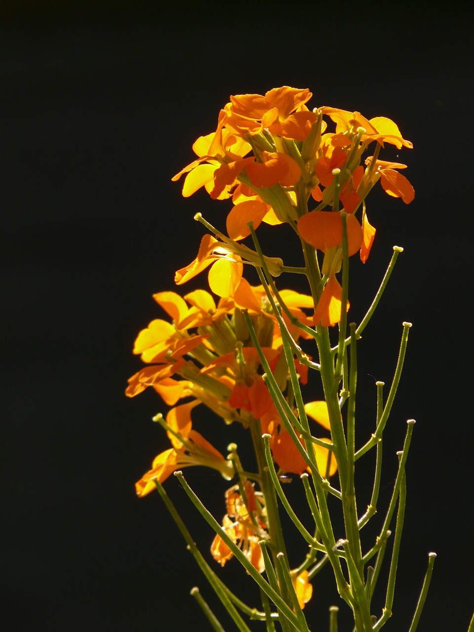 Aukso Lakas, Dekoratyvinis Augalas, Geltona Oranžinė, Auksinis, Gėlė, Žiedas, Žydėti, Flora, Gėlių Sodas, Nemokamos Nuotraukos