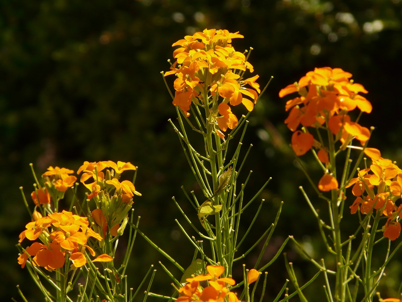 Aukso Lakas, Dekoratyvinis Augalas, Geltona Oranžinė, Auksinis, Gėlė, Žiedas, Žydėti, Flora, Gėlių Sodas, Nemokamos Nuotraukos