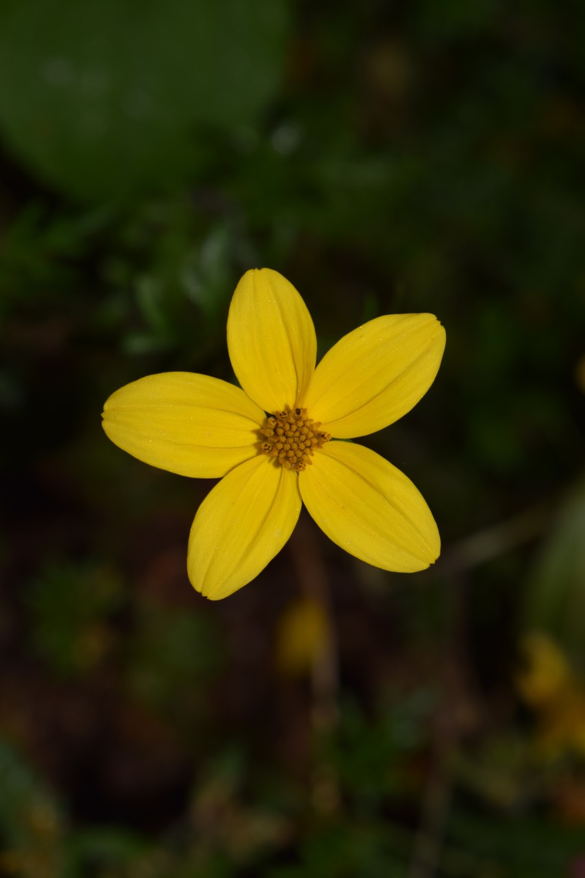 Aukso Marie, Bidens Ferulifolia, Goldweizahn, Penkių Lapų, Gėlės, Geltona, Geltonos Gėlės, Augalas, Uždaryti, Lietus