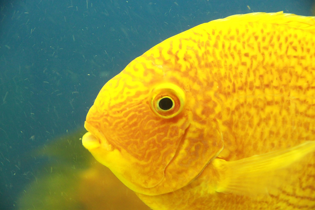 Aukstas Severum, Tsihlazomy Severum, Discus False, Žuvis, Geltona Žuvis, Povandeninis Pasaulis, Vanduo, Akvariumas, Povandeninis, Mėlynas Fonas