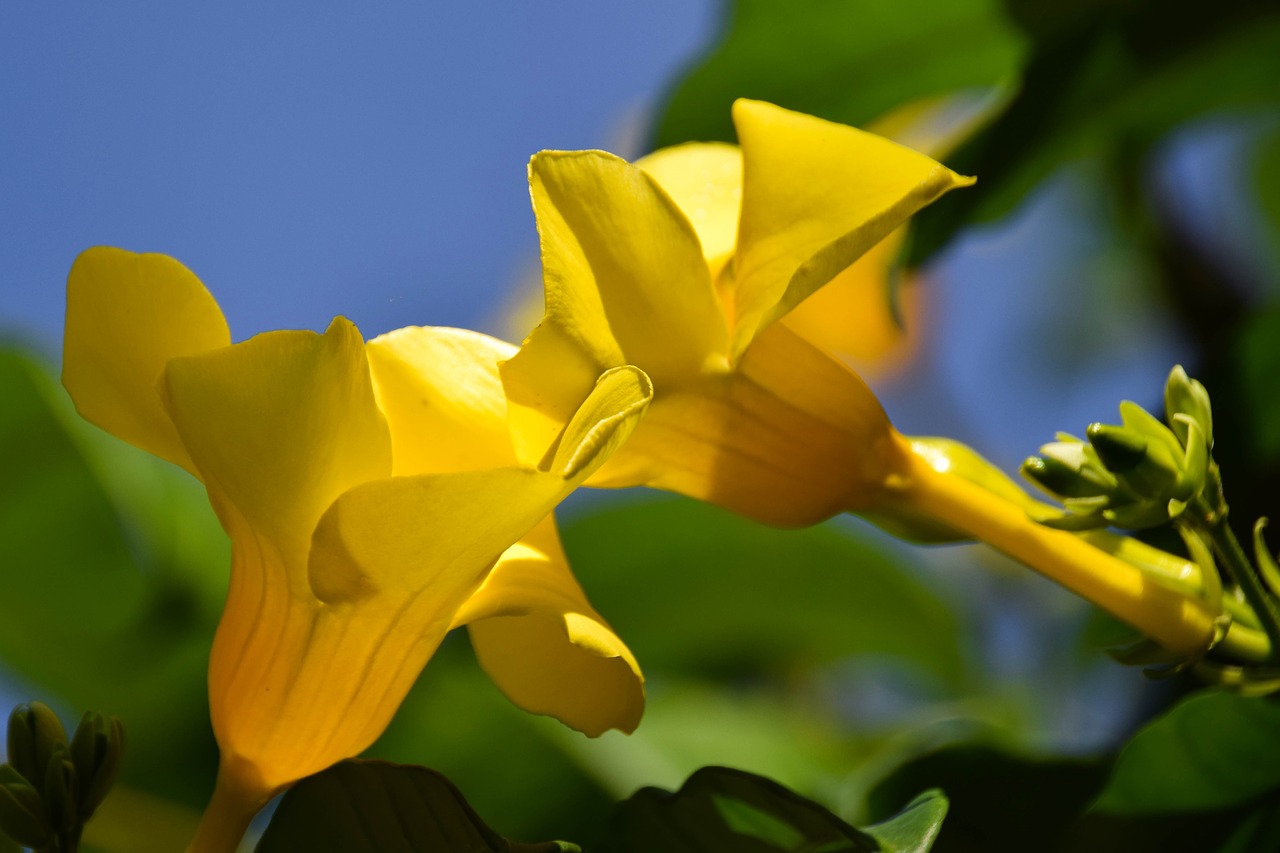 Aukso Trimitas, Geltona Alamanda, Bali, Indonezija, Kelionė, Gėlė, Egzotiškas, Geltona, Žiedas, Žydėti