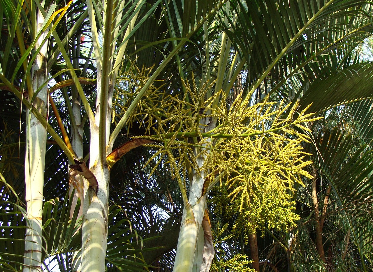 Aukso Nendrių Palmių, Drugelis Palmių, Madagaskaro Delnas, Dypsis Lutescens, Ascaceae, Indija, Nemokamos Nuotraukos,  Nemokama Licenzija