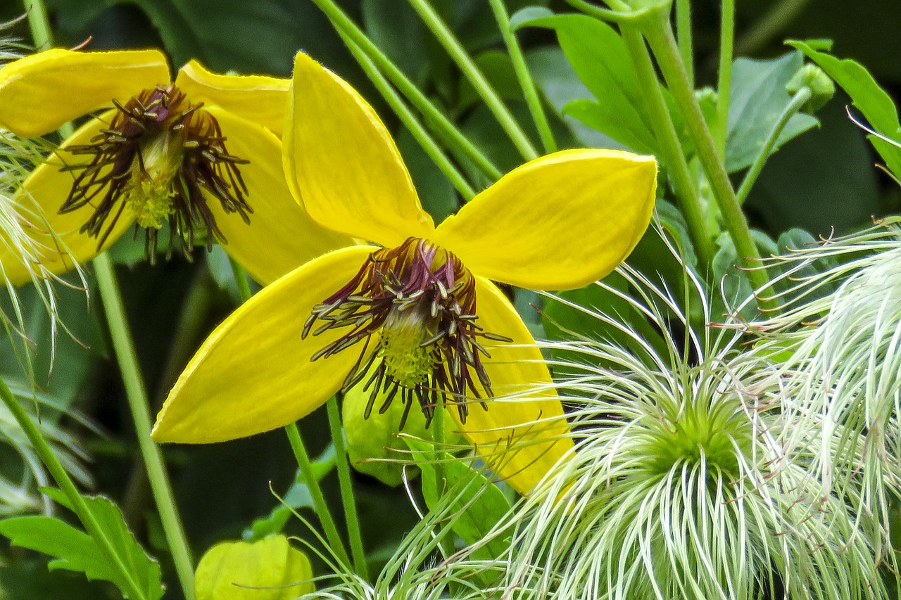 Auksinis Klematis, Geltona, Gėlė, Iš Arti, Graži, Detalės, Žiedlapiai, Flora, Gamta, Sodas