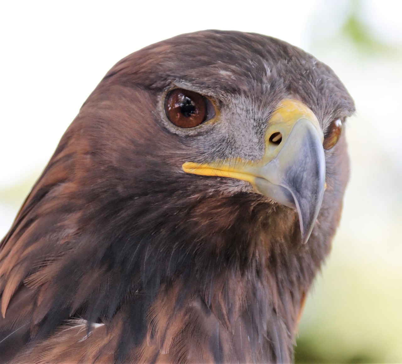 Auksinis Erelis, Erelis, Auksinis, Paukštis, Gyvūnas, Laukiniai, Laukinė Gamta, Raptoras, Snapas, Plėšrūnas