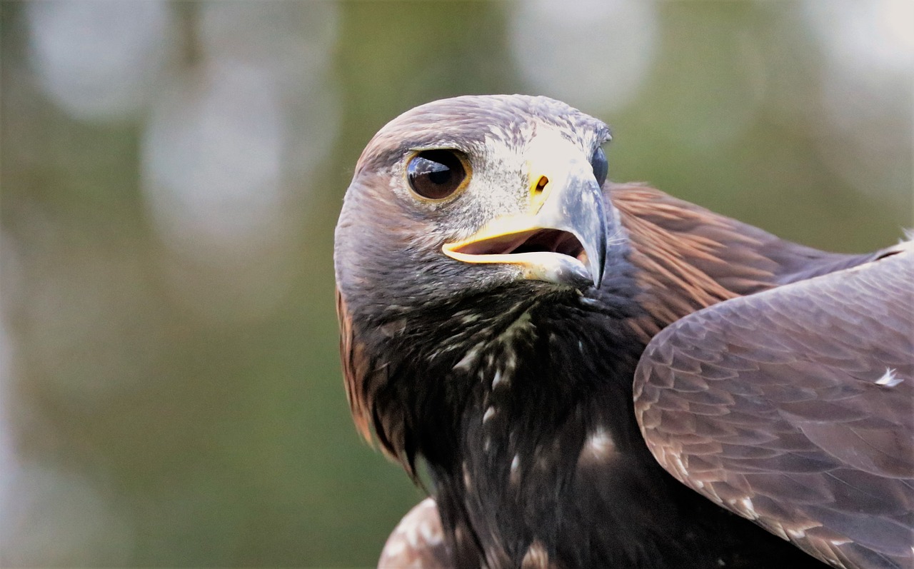 Auksinis Erelis, Erelis, Auksinis, Paukštis, Gamta, Gyvūnas, Laukinė Gamta, Raptoras, Laukiniai, Snapas