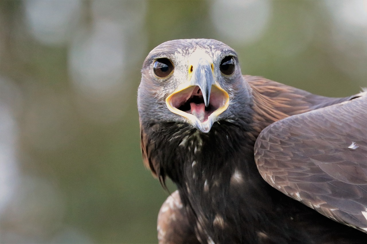 Auksinis Erelis, Erelis, Auksinis, Paukštis, Gamta, Gyvūnas, Laukinė Gamta, Raptoras, Laukiniai, Snapas