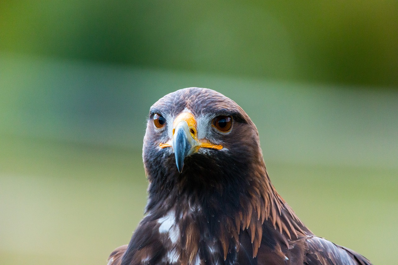 Auksinis Erelis, Adler, Paukštis, Plunksna, Gamta, Laukinis Paukštis, Skristi, Plėšrusis Paukštis, Raptoras, Paukščiai