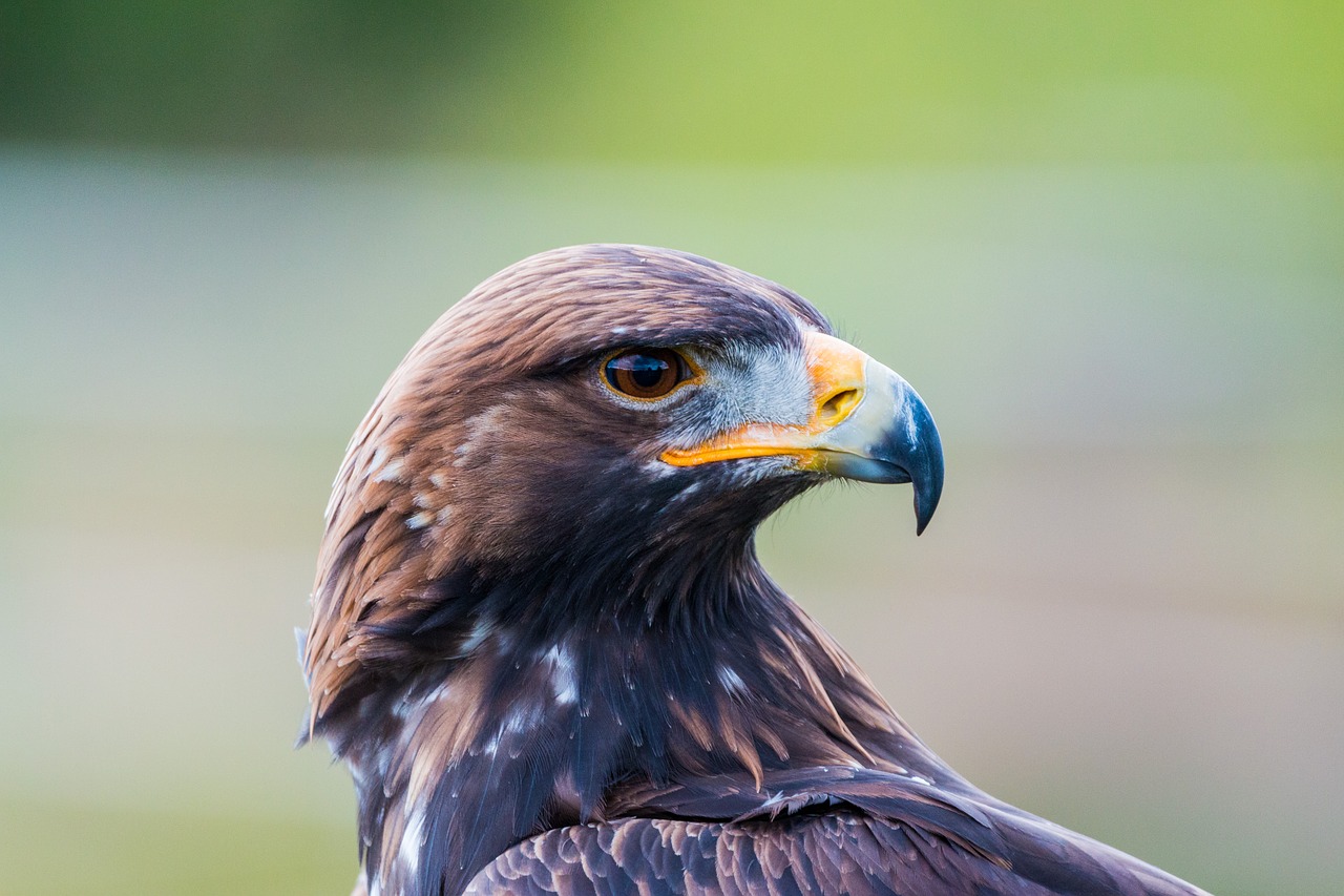 Auksinis Erelis, Adler, Paukštis, Plunksna, Gamta, Laukinis Paukštis, Skristi, Plėšrusis Paukštis, Raptoras, Paukščiai