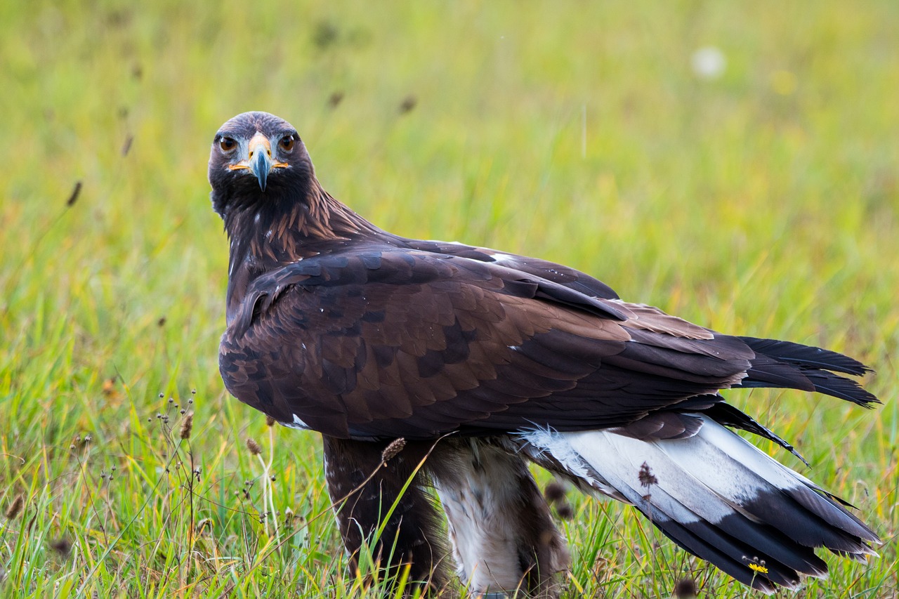 Auksinis Erelis, Adler, Paukštis, Plunksna, Gamta, Laukinis Paukštis, Skristi, Plėšrusis Paukštis, Raptoras, Paukščiai