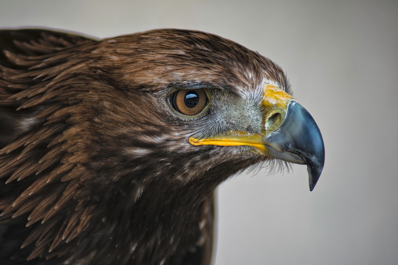 Auksinis Erelis, Plėšrusis Paukštis, Škotija, Erelis, Plunksnos, Portretas, Salkūnai, Aquila, Raptoras, Ruda