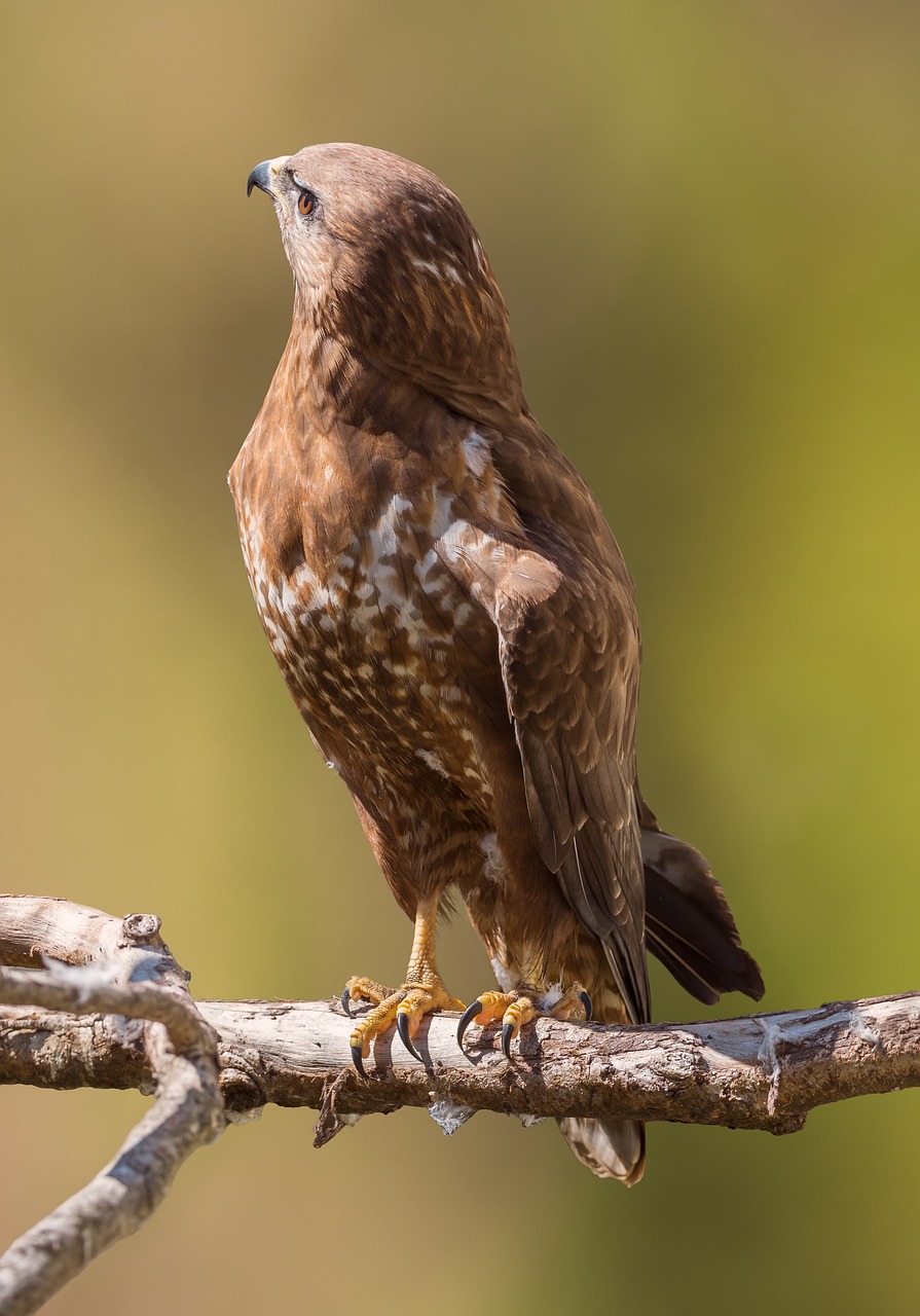 Auksinis Erelis,  Paukštis,  Vanagas,  Gyvūnas,  Snapas,  Falcon,  Erelis,  Gamta,  Plėšrūnas,  Laukinė Gamta